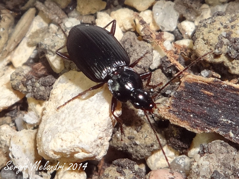 Agonum sp., Carabidae